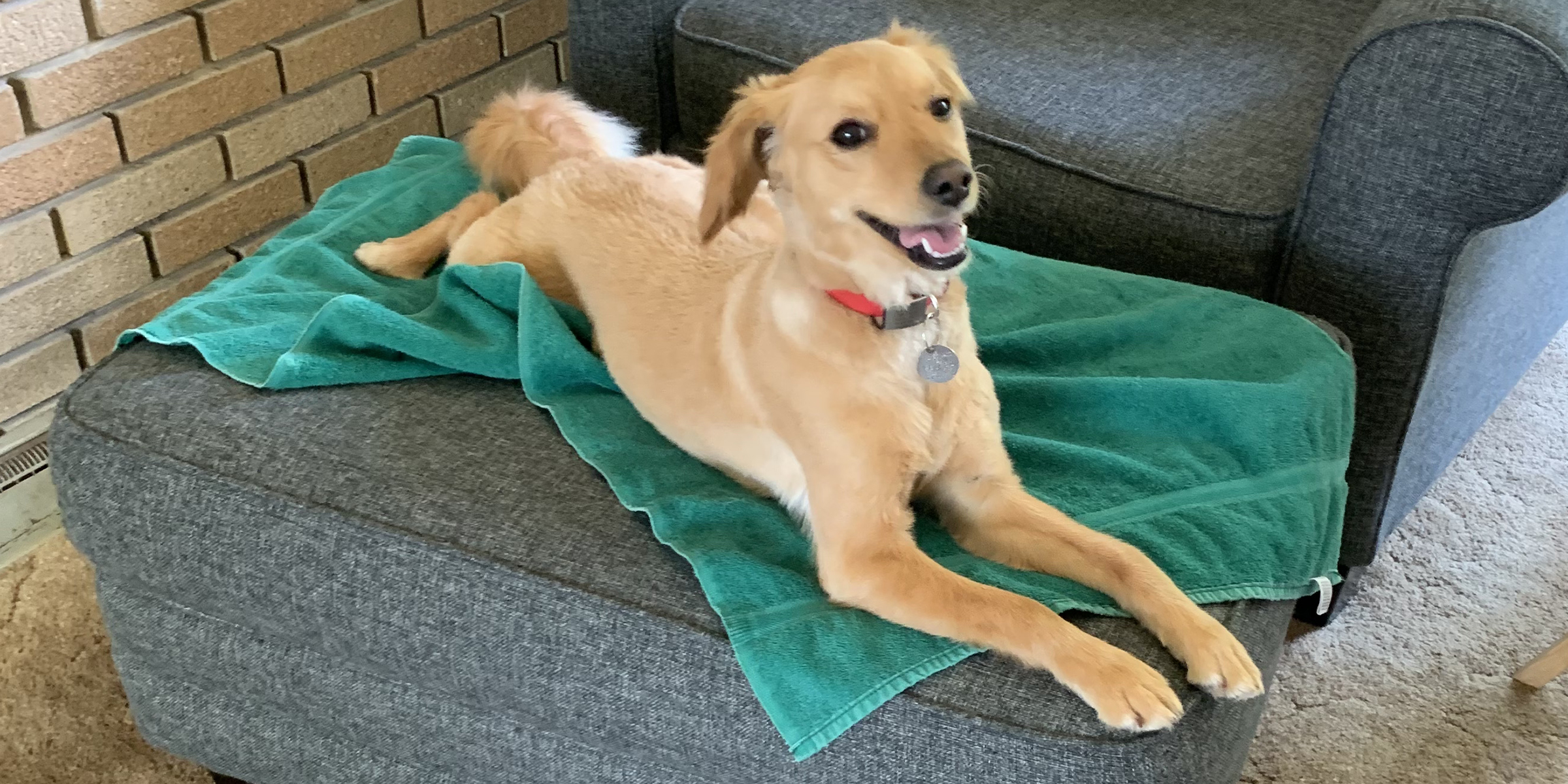 A very, very good dog
